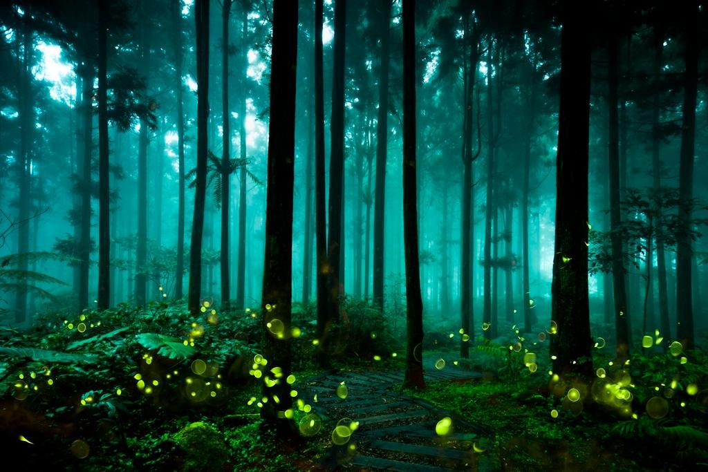 A twilit forest with glowing faery lights