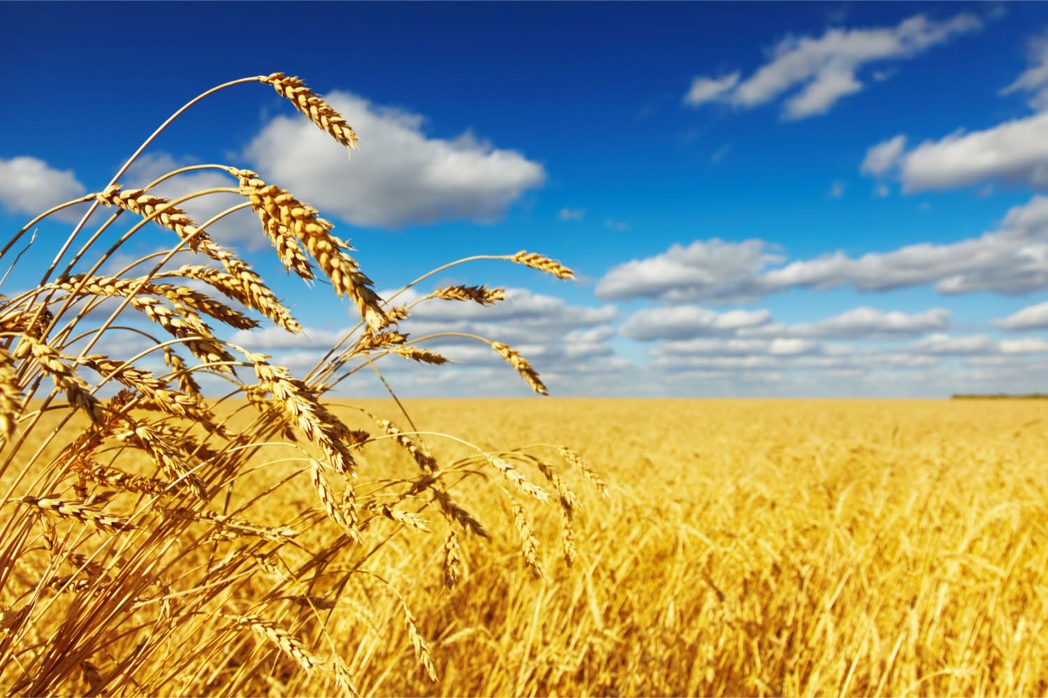 A wheat field ripe for harvest under a blue sky with some clouds